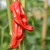 sq-chilli-pepper-cozumel-002.jpg