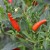 sq-chilli-pepper-demon-red-006.jpg