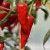 sq-chilli-pepper-fat-bird-001.jpg