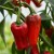 sq-chilli-pepper-goan-button-001.jpg