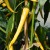 sq-chilli-pepper-golden-cayenne-001.jpg