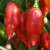 sq-chilli-pepper-hot-paper-lantern-001.jpg