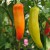 sq-chilli-pepper-hungarian-hot-wax-005.jpg