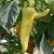 sq-chilli-pepper-hungarian-yellow-wax-002.jpg