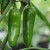 sq-chilli-pepper-jalapeno-002.jpg