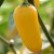 sq-chilli-pepper-jalapeno-numex-lemon-spice-002.jpg