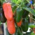 sq-chilli-pepper-jalapeno-numex-orange-spice-003.jpg