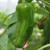 sq-chilli-pepper-jalapeno-numex-primavera-002.jpg