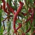 sq-chilli-pepper-joes-long-cayenne-003.jpg