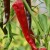 sq-chilli-pepper-kashmiri-goa-001.jpg