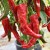 sq-chilli-pepper-kashmiri-north-india-001.jpg