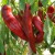 sq-chilli-pepper-numex-heritage-big-jim-003.jpg