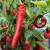 sq-chilli-pepper-numex-las-cruces-cayenne-002.jpg