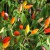 sq-chilli-pepper-numex-twilight-003.jpg