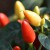 sq-chilli-pepper-prairie-fire-010.jpg