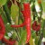 sq-chilli-pepper-ring-of-fire-009.jpg