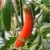 sq-chilli-pepper-serrano-002.jpg