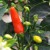 sq-chilli-pepper-tabasco-002.jpg