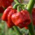 sq-chilli-pepper-trinidad-moruga-scorpion-004.jpg