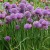 sq-chives-001.jpg