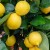 sq-citrus-lemon-006.jpg