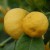 sq-citrus-sweet-lemon-002.jpg
