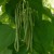 sq-climbing-french-bean-fasold-001.jpg