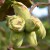 sq-cobnut-webbs-prize-004.jpg