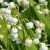 sq-convallaria-majalis-001.jpg