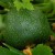 sq-courgette-eight-ball-001.jpg