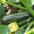 sq-courgette-zucchini-003.jpg