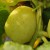 sq-cucumber-crystal-apple-002.jpg