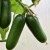 sq-cucumber-cucino-007.jpg