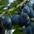 sq-damson-farleigh-prolific-001.jpg