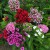 sq-dianthus-barbatus-messenger-mixed-004.jpg