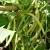 sq-dwarf-french-bean-hildora-001.jpg