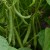 sq-dwarf-french-bean-tendergreen-003.jpg