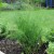 sq-fennel-002.jpg