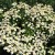 sq-feverfew-002.jpg