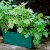 sq-feverfew-003.jpg