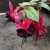 sq-fuchsia-blacky-001-LR.jpg