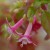 sq-fuchsia-lottie-hobby-001.jpg