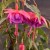 sq-fuchsia-mauve-wisp-001.jpg