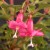 sq-fuchsia-microphylla-001.jpg