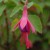 sq-fuchsia-tom-thumb-001.jpg