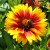 sq-gaillardia-arizona-sun-004.jpg