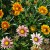 sq-gazanias-004.jpg