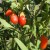 sq-goji-berry-002.jpg