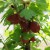 sq-gooseberry-hinnonmaki-red-003.jpg