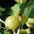 sq-gooseberry-hinnonmaki-yellow-002.jpg